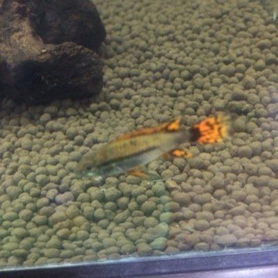 ap_reon's profile picture. This is アクアリウム垢⇒本垢【reonbaske】熱帯魚好きな人、相互フォローしましょう！アピスト/ナマズ/シクリッド/クレニキクラ…マニアックな魚、個性の強い魚大好きです