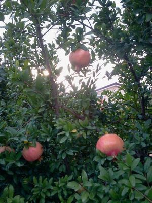 eddylazzarotti's profile picture. 