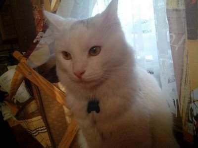 Asya1234512345's profile picture. 