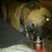 rocco_paws's profile image