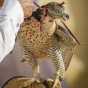 راعي البلها (@0547089079) Twitter