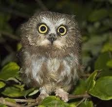 fabulous_owl's profile picture. 