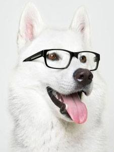 animaux_81's profile picture. Grand amoureux des animaux, rejoignez moi sur http://t.co/eWVrmTh02X