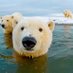 Maciej Bear (@valueinvesti) Twitter profile photo