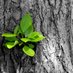 The Green Leaf (@naqshbandiquote) Twitter profile photo