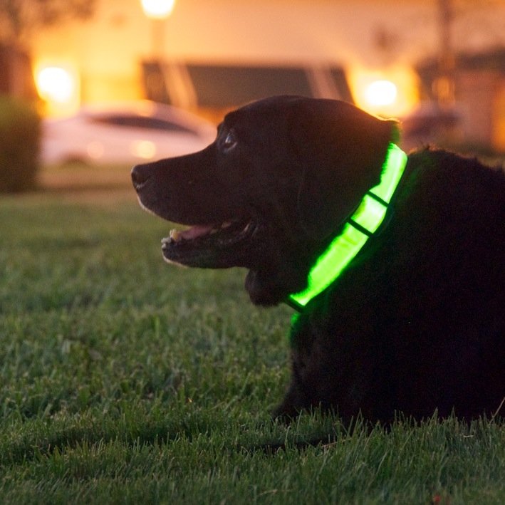#Battery-powered #lighted #flashing #dog #collars & #leashes.