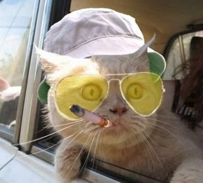 kitty_queen69's profile picture. 