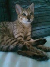 Savannahcatmom Profile Picture