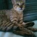 jebur (@savannahcatmom) Twitter profile photo jebur (@savannahcatmom) Twitter profile photo