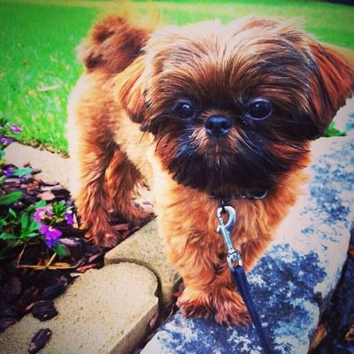 On 9-9-13 a star was born. Most adorable,smart, remarkable dog ull likely ever encounter. IG-TheNameIsPico-Email:thenameispico@gmail.com Serious Inquiries Only