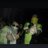 11_kuko's profile image