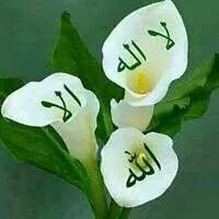 addhamir's profile picture. support and stand with ratious http://conciousness. support and stand with the suppressed any where any time