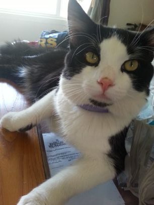 I'm the best cat in town. I'm sexy and I'm single. meow meow