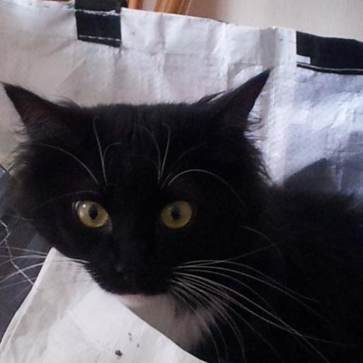 franckyf35's profile picture. 