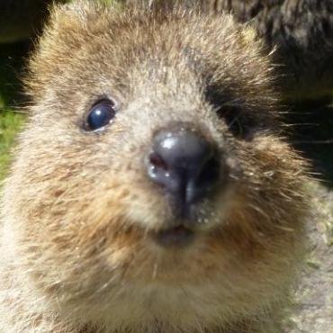 studygen_bot's profile picture. 