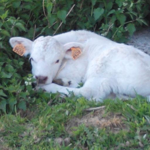 Exploitation en polyculture/élevage Charolais bio proposant de la vente directe en livraison à domicile dans le 08, 51 et 02.
