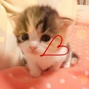 稜華 (@0321Mimi) Twitter