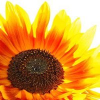 Victoria BC Gardens (@vicbcgardens) 's Twitter Profile