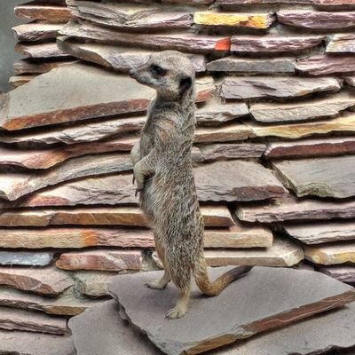 Feylana's profile picture. Moeder van @BabyTaart