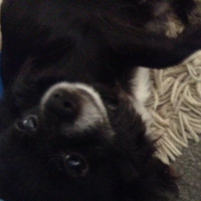 Hey, I'm Foxy i am a chiuhauha mix with a pom i am a very active and playful doggie! Follow my humans :) @scoobycedar11 , @maraiscute , @lillly444