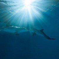 Sue B (@devinlove) 's Twitter Profile