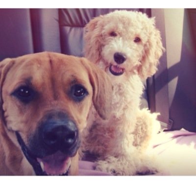 retweetsands's profile picture. Rest In Paradise mochi❤️ I still love you no matter what!