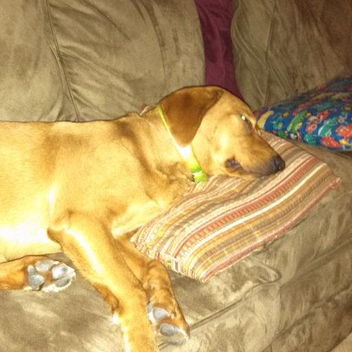 winniethemndog's profile picture. 