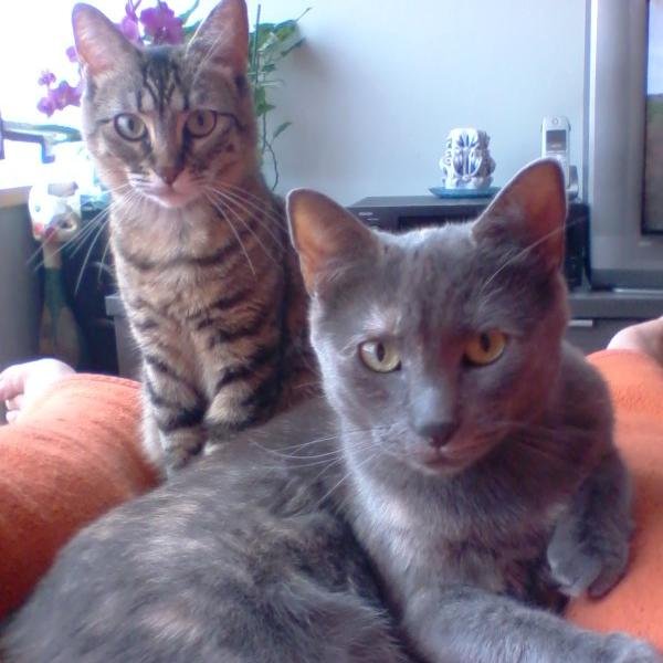 Amo los animales