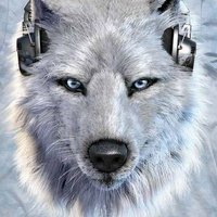 Pack TV (@thepack_media) 's Twitter Profile