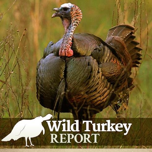 WildTurkeyReprt Profile Picture