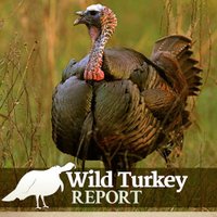 Wild Turkey Report(@WildTurkeyReprt) 's Twitter Profile Photo