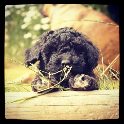 winnie_poochon's profile picture. I'm Winnie The Poochon #simples