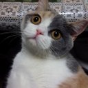 招き猫 (@10275931_aka) Twitter