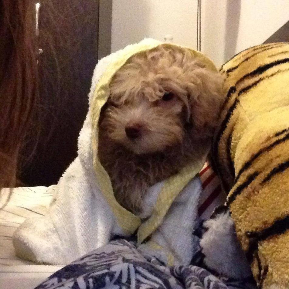 FrancisPoodle's profile picture. Francis Long Island Ice P Lutherrone
 ~Ol' Poo Eyes~