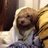 FrancisPoodle's profile image