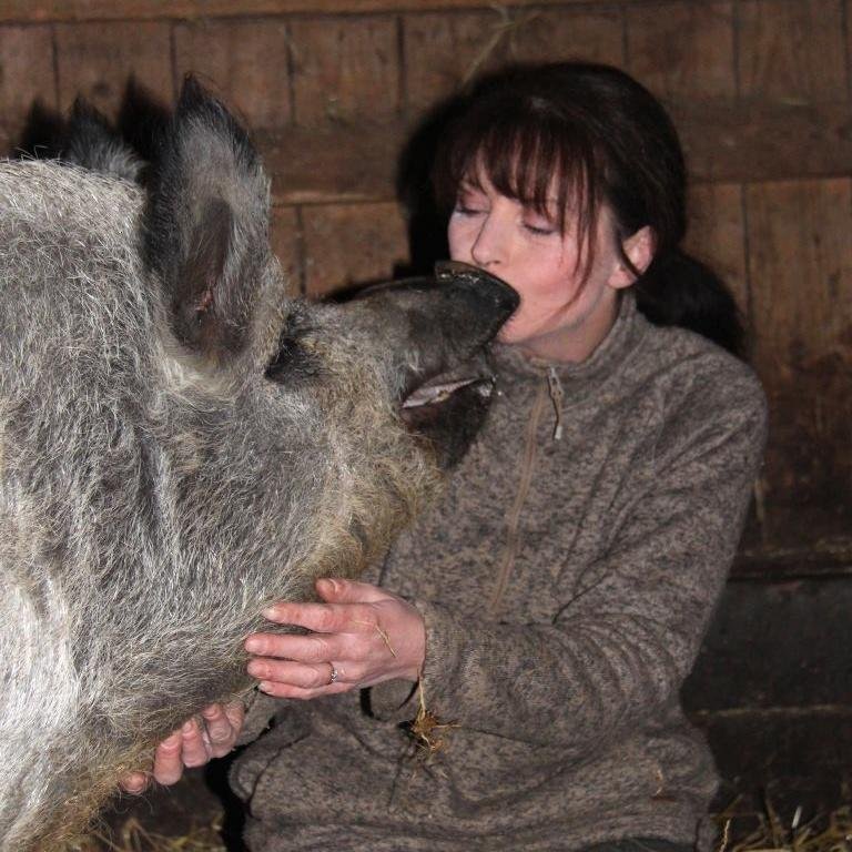 Only Pure Breed Mangalitza supplier in Yorkshire. Largest sustainable herd in U.K. Matured to 2 years min. Meat, Fat & Lard, Pedigree certificates for each pig.