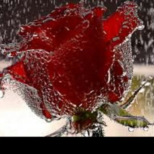 XXLIMEXXGREENXX's profile picture. im a 47 yr old woman.