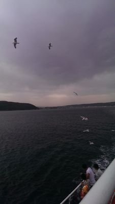 Z_Baturalp's profile picture. Tohum saç, bitmezse toprak utansın!
 Hedefe varmayan mızrak utansın!
 Hey gidi küheylan, koşmana bak sen!
 Çatlarsan, doğuran kısrak utansın