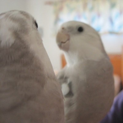 My feathers are so feathery that their feathers will feather and then be feathery so then i can be more feathery like myself (whom is feathery)
