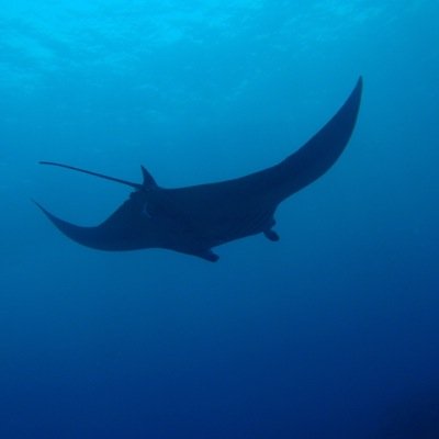 2009年6月からｽｷｭｰﾊﾞﾀﾞｲﾋﾞﾝｸﾞ始めて、もうじき11年で320本を超えそうです。年に5回は沖縄で潜ってます。温かい海が好き。兵庫県西宮市出身。この4月から名古屋から神戸（地元）に転勤になりました。