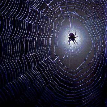 VivaciousEntice's profile picture. 