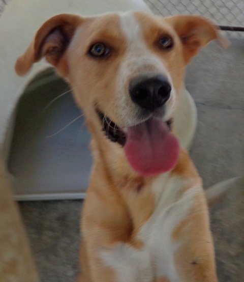 Darlington County Rescue Organization, South Carolina