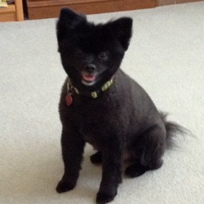 dennisgoodwin's profile picture. Software Developer