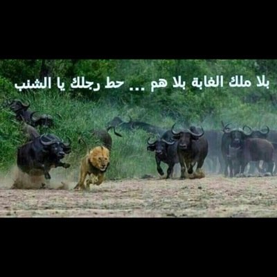 محبه للشعر    الرياض   حايل
