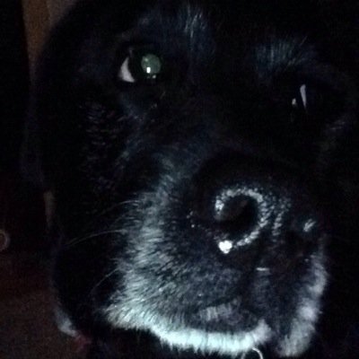 sophiedog36's profile picture. 