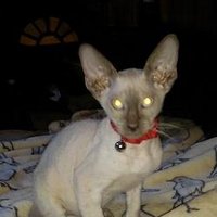 xmaseveevil (@xmaseveevil1) 's Twitter Profile