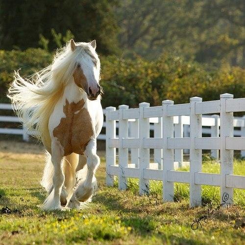 Trabajo TV LATIN VON AMERICA C.S.P.
Economista.
Me gustan los caballos.JUGADOR DE POLO.