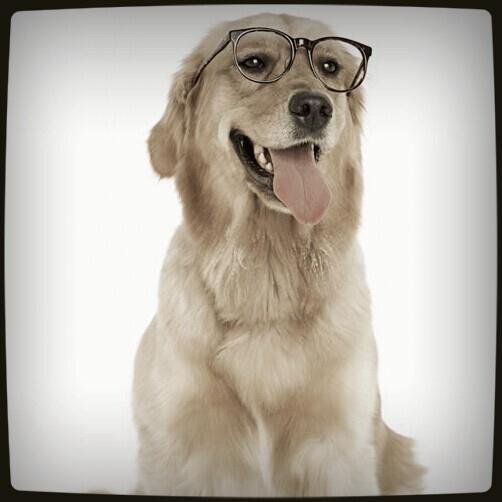 cheng988's profile picture. 英雄联盟召唤师