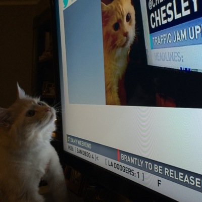 The Main Maine Coon. King of the Buckhead Frontier. Change Maker.