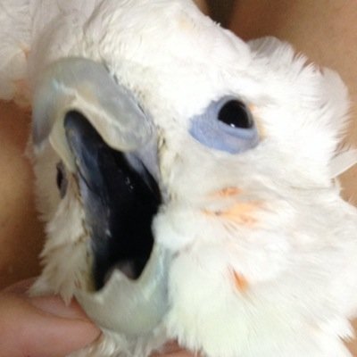 Twitterのロゴマークは鳥好きのためにあるのよね？無類の鳥好き。鳥ならなんでも！羽毛LOVE☆ エンジニア。知的好奇心は旺盛です。 うんちくと小言、ネガティブ要素を全開にするつもりが、コザクラの昊さんとウロコのポムベール、ソロモンのチエロの写真ばっかりTweetしてます。